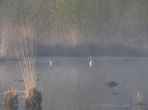 Lente in Twente 1