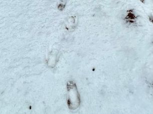 Lachen om sporen van Yeti in de Italiaanse sneeuw